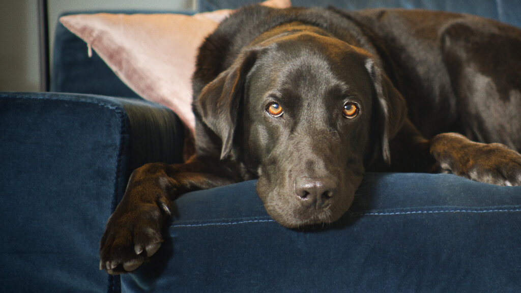 inversión Aparentemente El propietario La vida secreta de nuestras mascotas | Sitio oficial de Netflix inversión Aparentemente El propietario La vida secreta de nuestras mascotas | Sitio oficial de Netflix